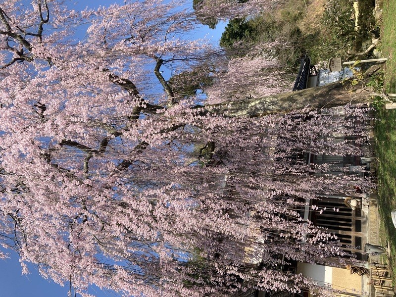 喜多家しだれ桜
４月３日