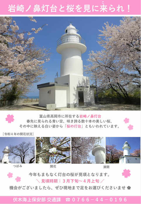岩崎ノ鼻灯台&桜とスタジオ近くの桜を紹介中です。